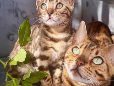 Anastasia - Cat Breeder - Philadelphia&comma; PA&comma; US