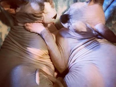 Olina - Cat Breeder - Ewing, NJ, US Olina - Cat Breeder - Ewing, NJ, US