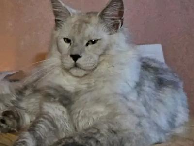 Lisa - Cat Breeder - George&comma; WA&comma; US