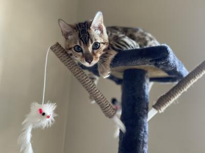 Shaylin - Cat Breeder - Raeford&comma; NC&comma; US