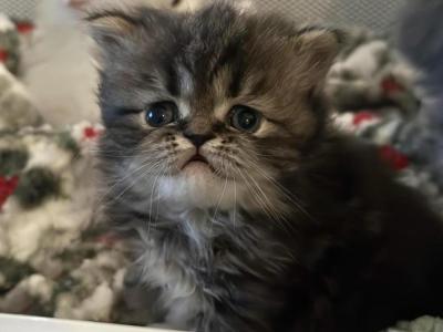 Andi - Cat Breeder - New Braunfels&comma; TX&comma; US