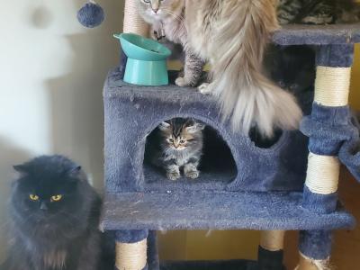 Michael - Cat Breeder - Hackettstown&comma; NJ&comma; US