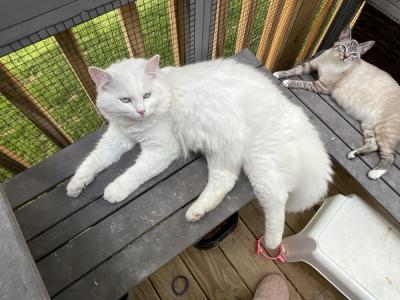 Lily - Cat Breeder - Charlotte&comma; NC&comma; US
