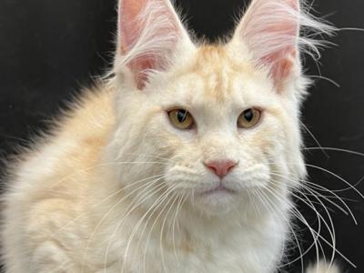 angelika - Cat Breeder - Lanoka Harbor&comma; NJ&comma; US