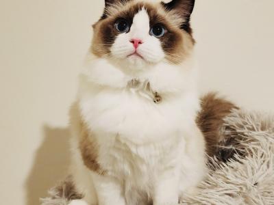 Zulu - Cat Breeder - Murrieta&comma; CA&comma; US