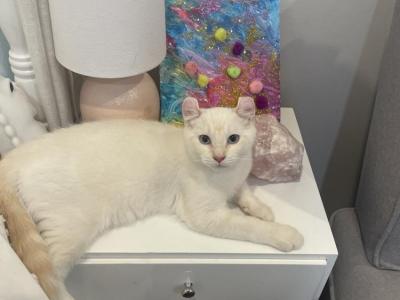 Ashley - Cat Breeder - Bristol&comma; NH&comma; US