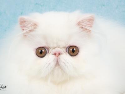 Maria Doucedame - Cat Breeder - San Francisco&comma; CA&comma; US