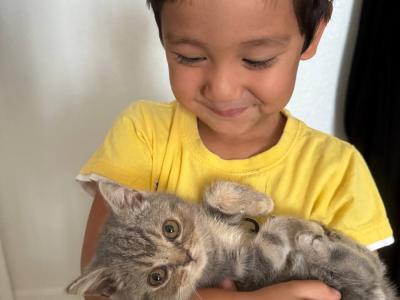 Asalkhon - Cat Breeder - Orlando, FL, US Asalkhon - Cat Breeder - Orlando, FL, US