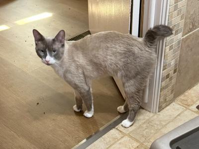 Kaylei - Cat Breeder - Cushing, TX, US Kaylei - Cat Breeder - Cushing, TX, US