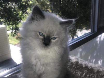 Me directly - Cat Breeder - Laguna Woods&comma; CA&comma; US