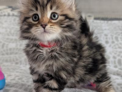 Caryn Boyers - Cat Breeder - Milan&comma; MI&comma; US