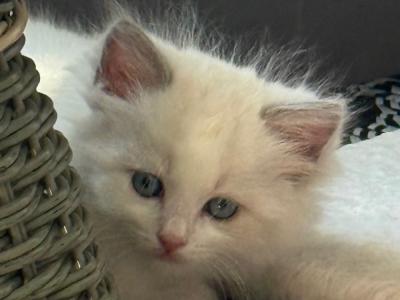Anita and Lisa - Cat Breeder - FL, US Anita and Lisa - Cat Breeder - FL, US