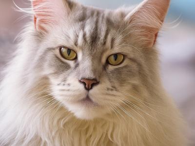 ApzMaineCoons - Cat Breeder - Perry&comma; FL&comma; US