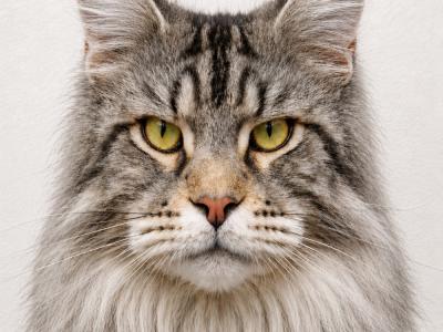 ApzMaineCoons - Cat Breeder - Perry, FL, US ApzMaineCoons - Cat Breeder - Perry, FL, US
