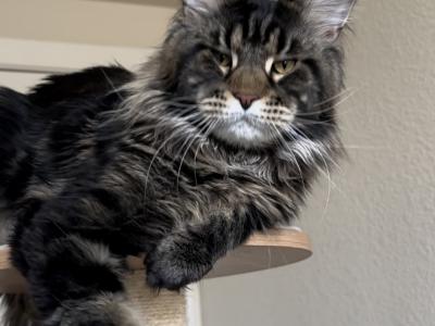 Valentyna - Cat Breeder - CO&comma; US