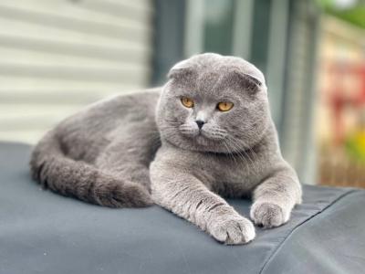 Natalia Harasymlyuk - Cat Breeder - Chicago&comma; IL&comma; US