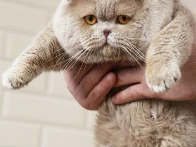 Megan - Cat Breeder - Denver, CO, US Megan - Cat Breeder - Denver, CO, US