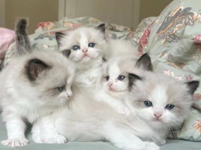 Isabella - Cat Breeder - New York&comma; NY&comma; US