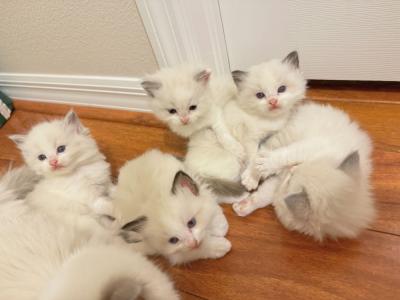 FLDreamyDolls - Cat Breeder - Miami Lakes&comma; FL&comma; US