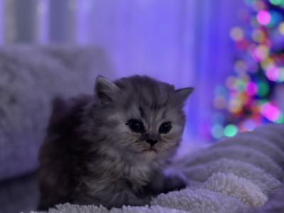 Eugene - Cat Breeder - North Port, FL, US Eugene - Cat Breeder - North Port, FL, US