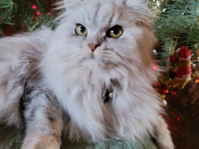 Bryan Coupar - Cat Breeder - Leander, TX, US Bryan Coupar - Cat Breeder - Leander, TX, US