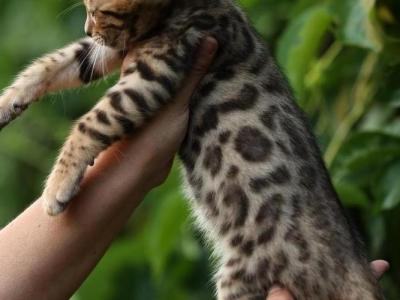Johnny - Cat Breeder - Los Angeles&comma; CA&comma; US