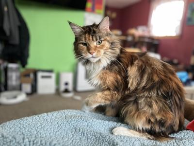 Matt - Cat Breeder - Marshallton, DE, US Matt - Cat Breeder - Marshallton, DE, US