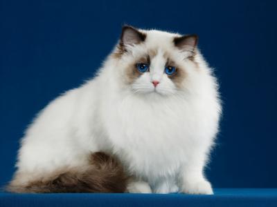 Nikki - Cat Breeder - Temple City&comma; CA&comma; US