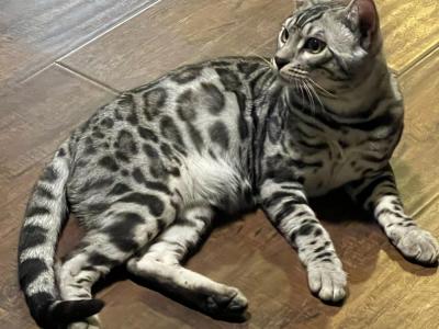 Francisco - Cat Breeder - Lake Elsinore&comma; CA&comma; US