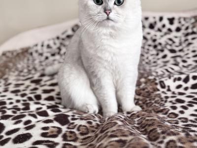 BritishEstate - Cat Breeder - Las Vegas, NV, US BritishEstate - Cat Breeder - Las Vegas, NV, US