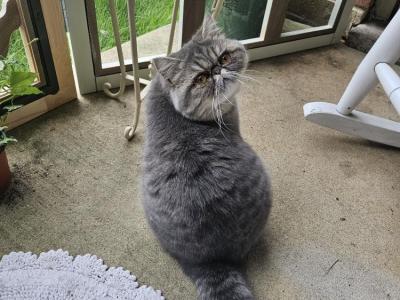 Lori - Cat Breeder - Warminster&comma; PA&comma; US