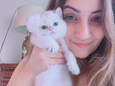 Canan - Cat Breeder - Sugar Land, TX, US Canan - Cat Breeder - Sugar Land, TX, US