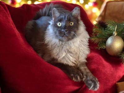 Halo - Cat Breeder - Ellabell, GA, US Halo - Cat Breeder - Ellabell, GA, US