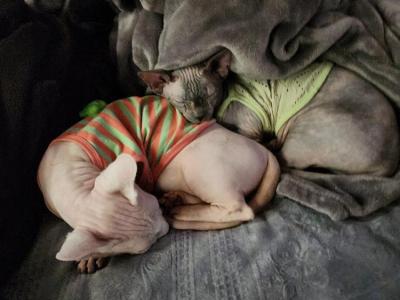 Monica - Cat Breeder - NY&comma; US
