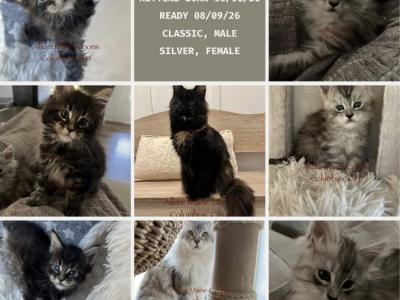 Allure Maine Coons - Cat Breeder - New Albany, OH, US Allure Maine Coons - Cat Breeder - New Albany, OH, US