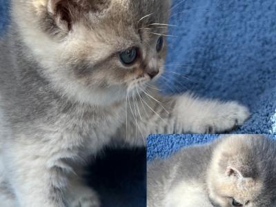 LuxuryKittyLove - Cat Breeder - Des Moines&comma; WA&comma; US