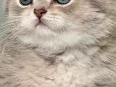 LuxuryKittyLove - Cat Breeder - WA, US LuxuryKittyLove - Cat Breeder - WA, US