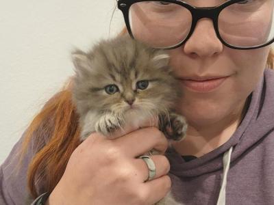 Lillian - Cat Breeder - Las Vegas, NV, US Lillian - Cat Breeder - Las Vegas, NV, US