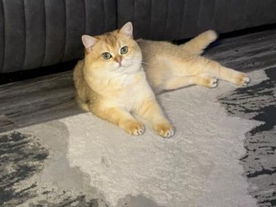 Angela - Cat Breeder - Basking Ridge&comma; NJ&comma; US