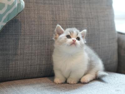 Angela - Cat Breeder - Basking Ridge&comma; NJ&comma; US