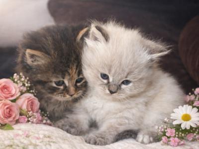 Rhonda - Cat Breeder - Poplar Bluff&comma; MO&comma; US