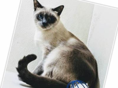 Kathy - Cat Breeder - Middleburg&comma; PA&comma; US