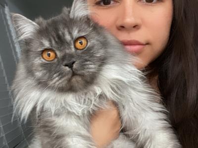 Karina - Cat Breeder - Apple Valley&comma; CA&comma; US