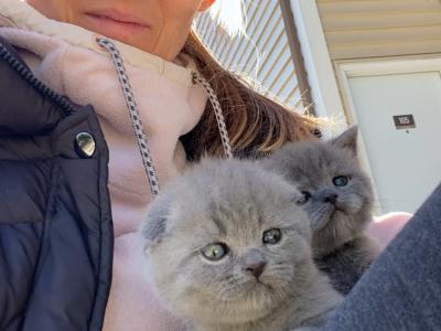 Olena - Cat Breeder - Eden Prairie&comma; MN&comma; US