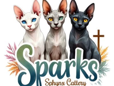 Taylor - Cat Breeder - Raleigh&comma; NC&comma; US