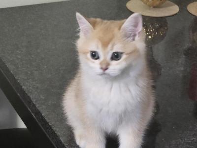 Olena - Cat Breeder - Naperville&comma; IL&comma; US