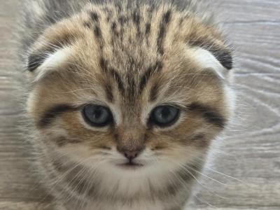 Olena - Cat Breeder - Naperville&comma; IL&comma; US