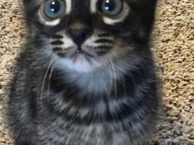 Tammy - Cat Breeder - St. Louis, MO, US Tammy - Cat Breeder - St. Louis, MO, US