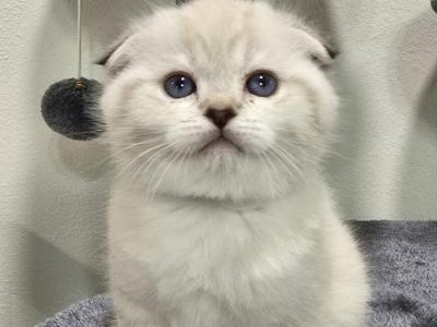 Tahiyah Osmani - Cat Breeder - OH&comma; US