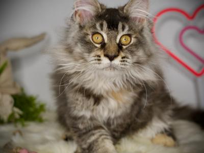 Margareth - Cat Breeder - McArthur&comma; CA&comma; US